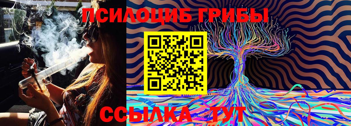 Псилоцибиновые грибы Cubensis Северобайкальск